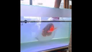 Menangkap ikan arwana di aquarium
