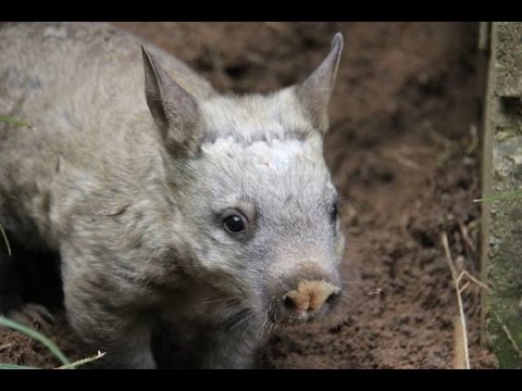 Meet our new wombat joey
