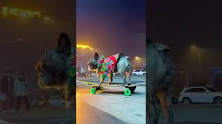 Dog skateboards with sparks and lightning #skateboardingdog