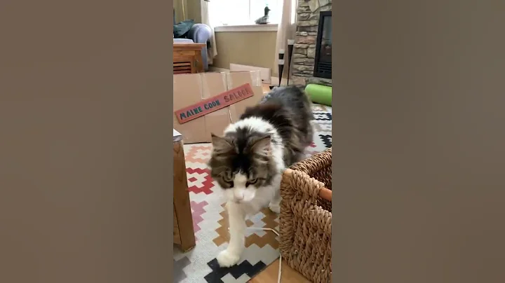 Video 5510221: adorable mainecoon cat