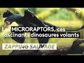 Microraptor : ce fascinant dinosaure volant - ZAPPING SAUVAGE