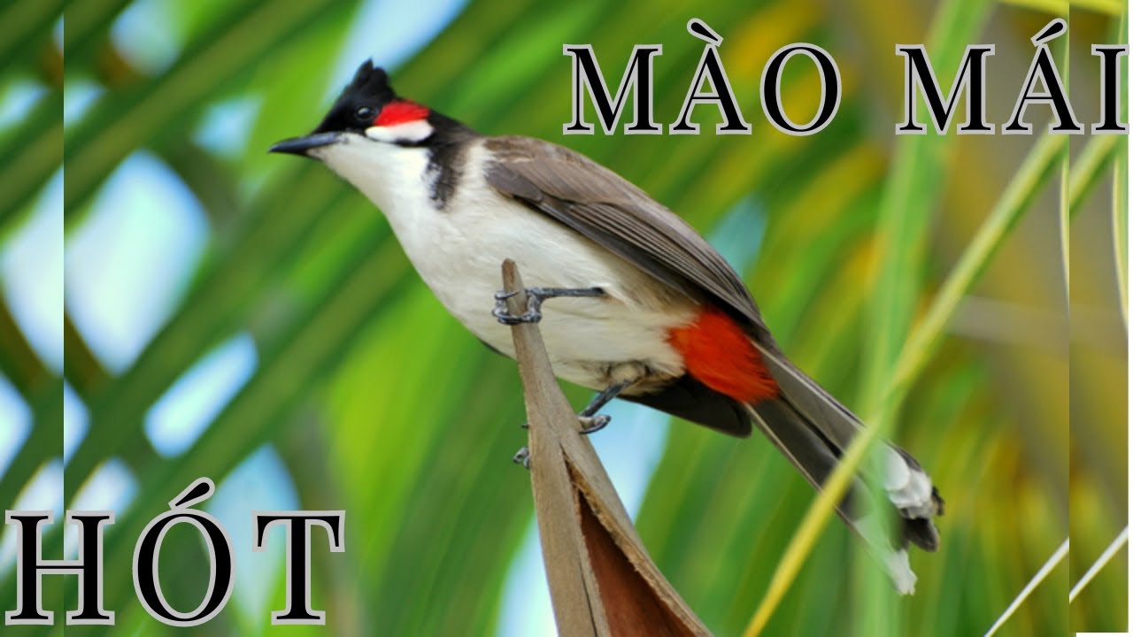 Chào mào mái kích trống bổi hót phục hồi và căng lửa