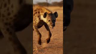 The Brave Zebra Rescue 🦓#shorts #animals #wildlife #nature #story  #viralshorts #zebra #shorts