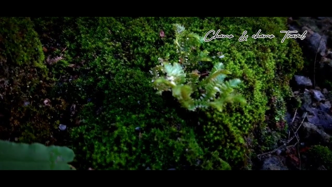 Beautiful mother nature 🦠🦠🦠|| please subscribe our channel || like ...
