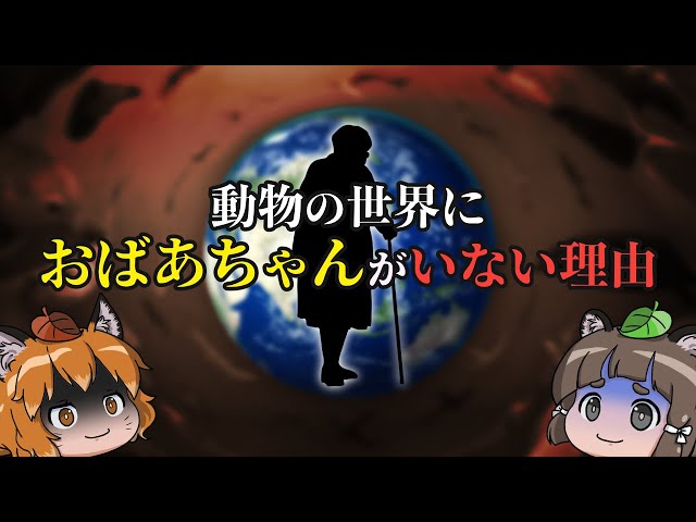 【疑問】動物の世界に「おばあちゃん」が存在しない理由