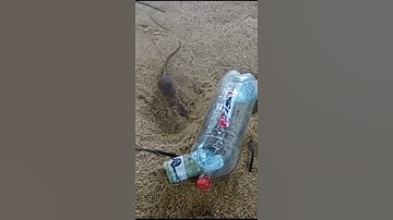 Bottle Mouse Trap / Best Mouse Trap 2021 Part 04