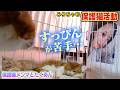 【保護猫生活】すっぴんのみりちゃむに茶トラ猫のたくあんとメンマが!!(嗚呼!!みんなの動物園)