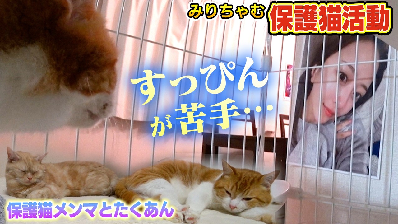 【保護猫生活】すっぴんのみりちゃむに茶トラ猫のたくあんとメンマが!!(嗚呼!!みんなの動物園)