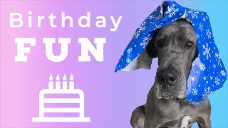 Great Dane Birthday Memes Happy Birthday Finn! #harlequingreatdane