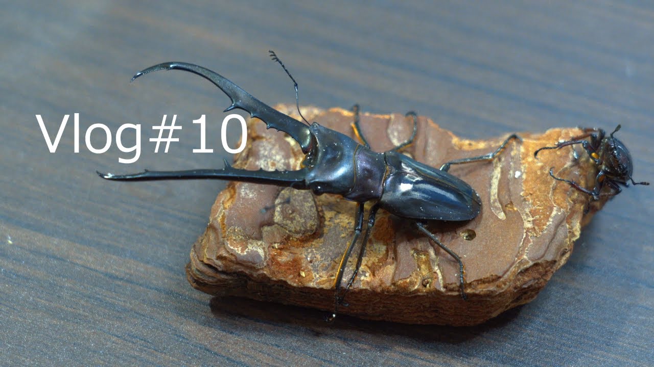 メタリフェルホソアカクワガタのペアリング（交尾）と産卵セット｜Cinematic Breeding｜心地よいBGM【Vlog#10】