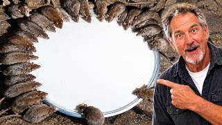 Details How to Make Mice and Rats Disappear in 60 seconds without using Poison or Traps Guide