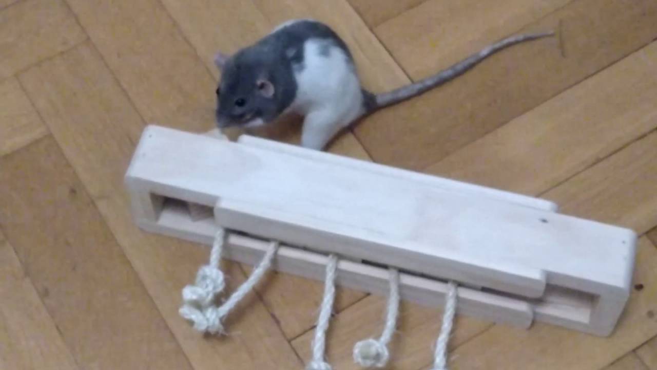 Ratten Intelligenz