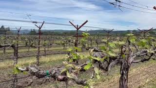 Early & Late Pruning Effects