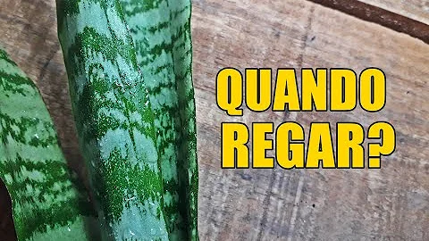 Como cuidar de espada-de-São-Jorge em vaso?