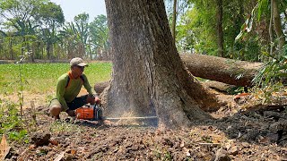 The ground around was shaking!! The fall of the biggest trembesi in the garden, Stihl ms881.