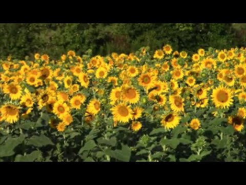 Sunflowers Time Lapse week 1 to 8