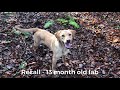Training my labrador retriever dog. Whistle recall and environmental agility. Jamie Penrith Training my labrador retriever dog. Whistle recall and environmental agility. Jamie Penrith