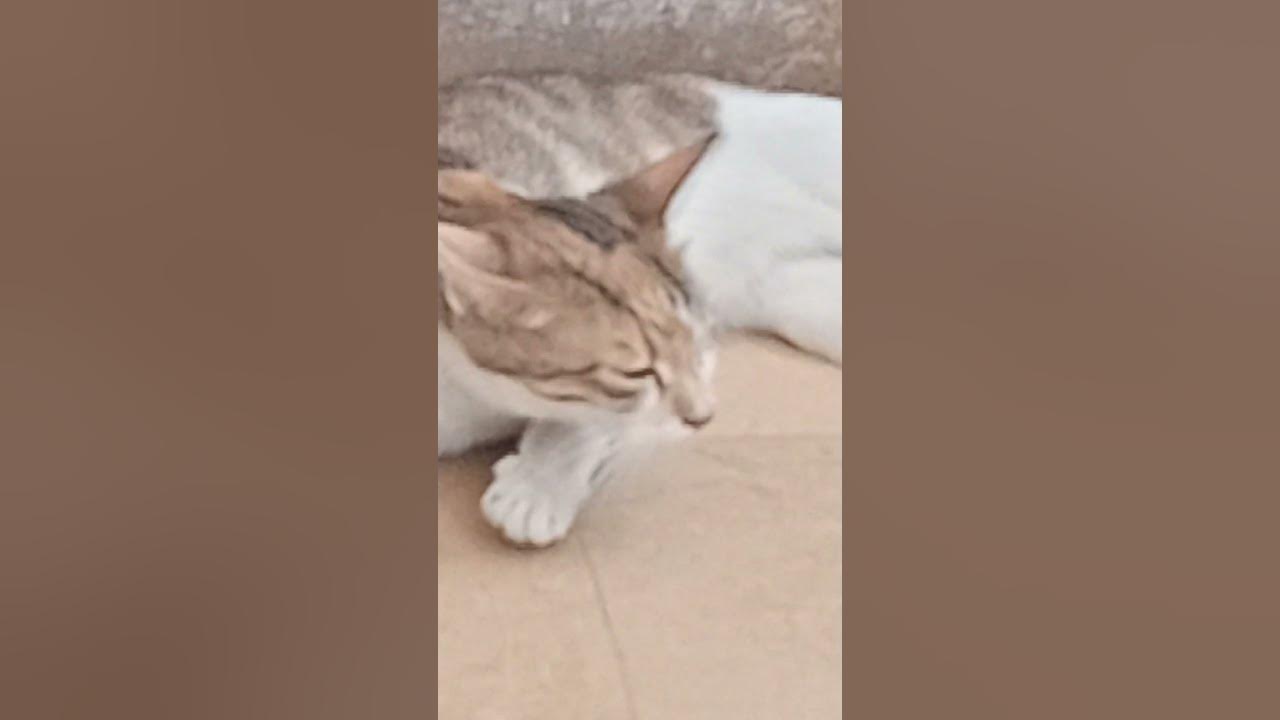 the-cat-kill-mouse-shortclip-youtube
