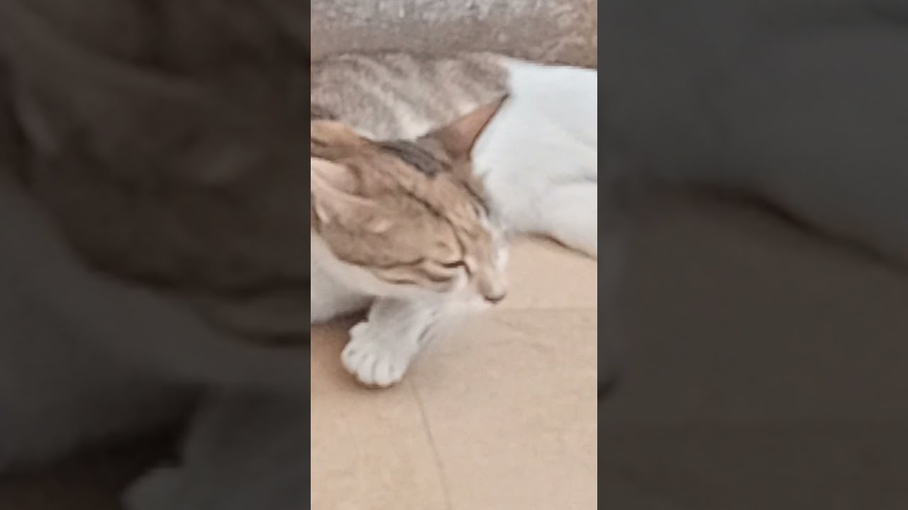 The Cat Kill Mouse shortclip YouTube The Cat Kill Mouse shortclip YouTube