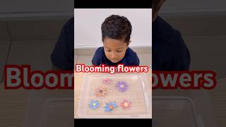 Blooming flowers | science is fun| STEM experiment for toddlers science experiments for kids at home