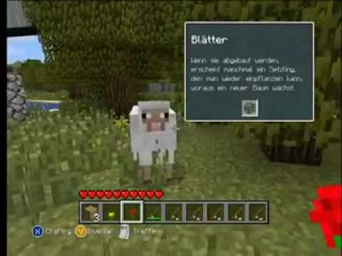 Dramatic sheep