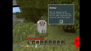 Dramatic sheep