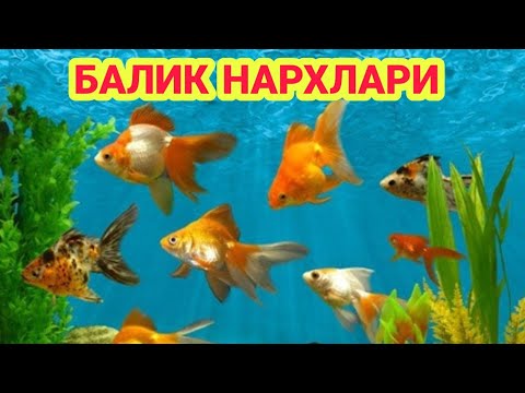 Video: Baliq terish: tavsifi, turmush tarzi, akvarium tarkibi