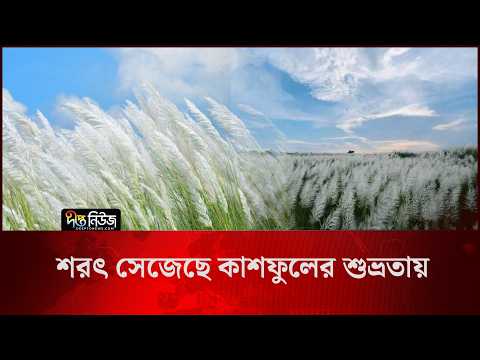 Sharot Season l শরৎ সেজেছে কাশফুলের শুভ্রতায় l Kashful l Nature Beauty l Deepto News