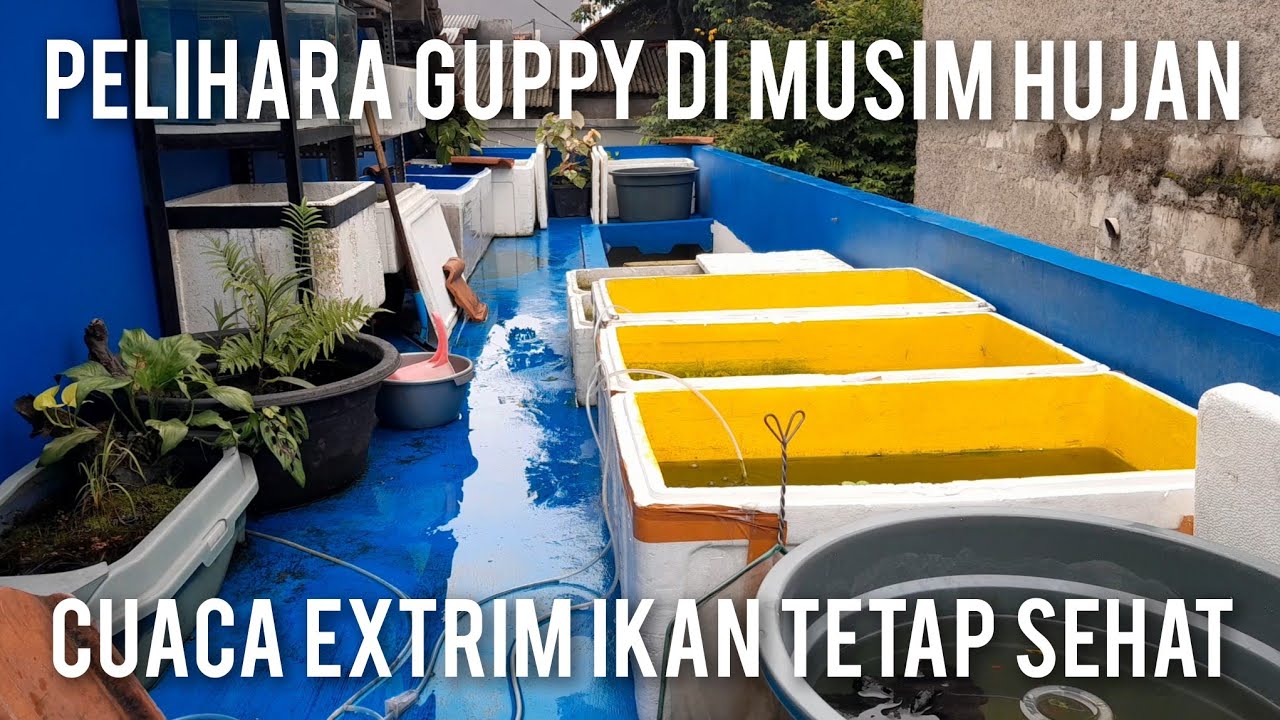 RAHASIA IKAN GUPPY SEHAT DI MUSIM HUJAN !!!