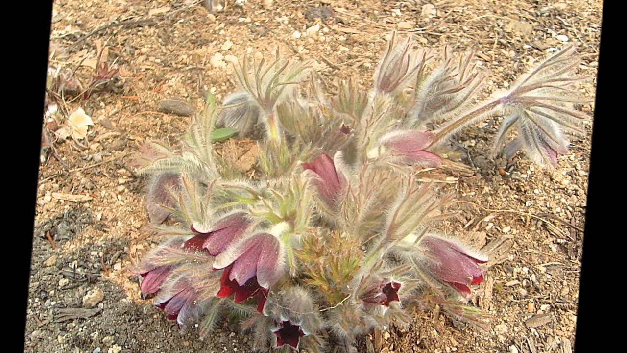 이효정 - 할미꽃 사연 (어머님께 바치는 노래)