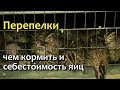 Перепела. Чем кормить и себестоимость перепелиных яиц.