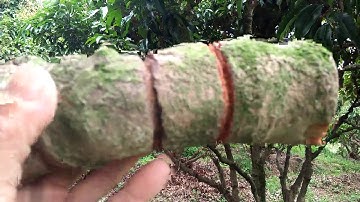 Kỹ thuật khoanh vỏ làm hoa vải: nguồn gốc, lí luận và thực tiễn (Phần 1).