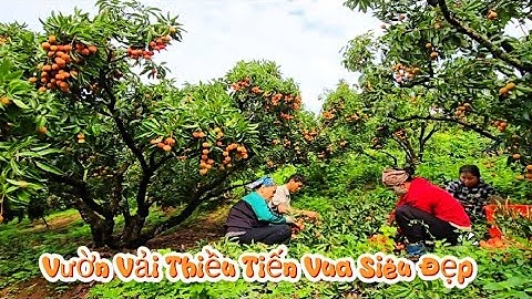 Vườn Vải Thiều Lục Ngạn Siêu Đẹp l Núi Đồi Lục Ngạn