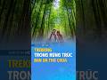 Rừng trúc Giàng Tả Chải – Cung trekking xanh mát để chữa lành