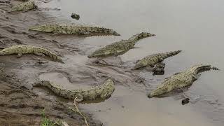 Грязные крокодилы. Крокодилы процветают в самой токсичной реке Коста Рики. Самые ужасные условия.