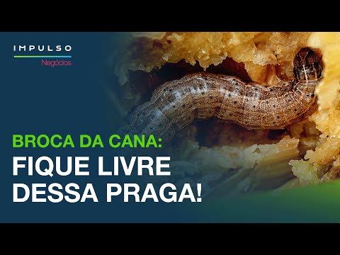 Vídeo: Informações Sobre o Controle da Broca Dogwood