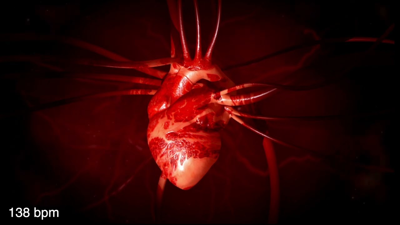 Heartbeat from 60 bpm to 210 bpm 🫀 and slowing down to 45 bpm ✨