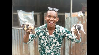 Guinea Pig Farming In Nigeria!!!