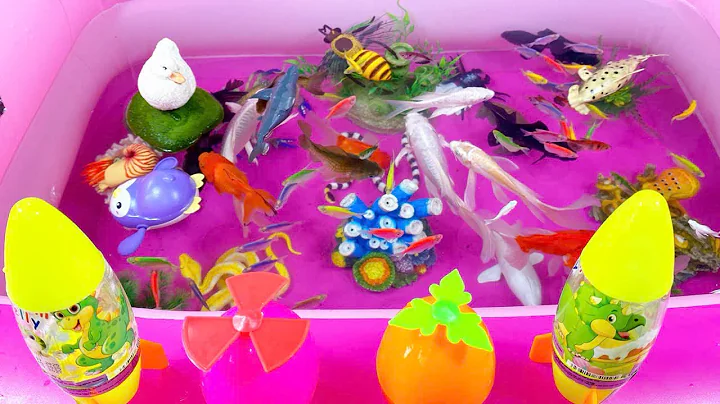 Let's explore what fish and sea creatures there are:sharks,jellyfish#goldfish#animals#viral videos