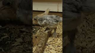 Blue Splash Marans - 5 weeks old