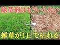 夏の雑草対策｜何もしなくても雑草が枯れる方法を紹介します。