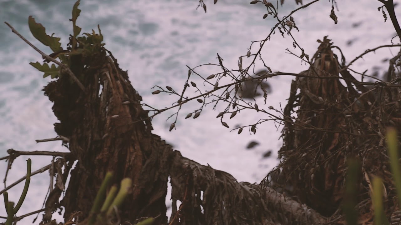 Canon XC15 - El Rosario, San Juan de la Rambla, Tenerife