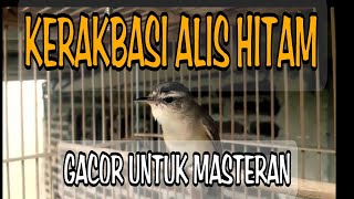 KERAKBASI ALIS HITAM GACOR DOR MILIK OM SETRA !!!