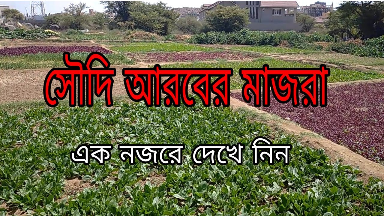 সৌদি আরবের মাজরা _ Soudi Arabia Vegetable Place _ Abha