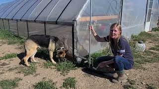 Growers Solution Greenhouse - NEW Roll Up Sides