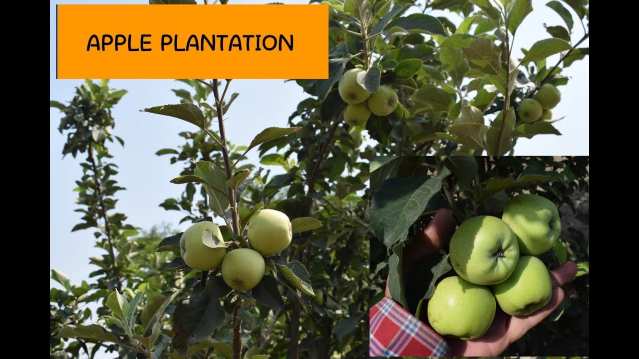 Apple Farming Hot Climate varieties ਸੇਬ ਦੀ ਖੇਤੀ सेब की खेती Kandhal Agro Farms