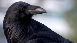 Animal Minds Birds Nova