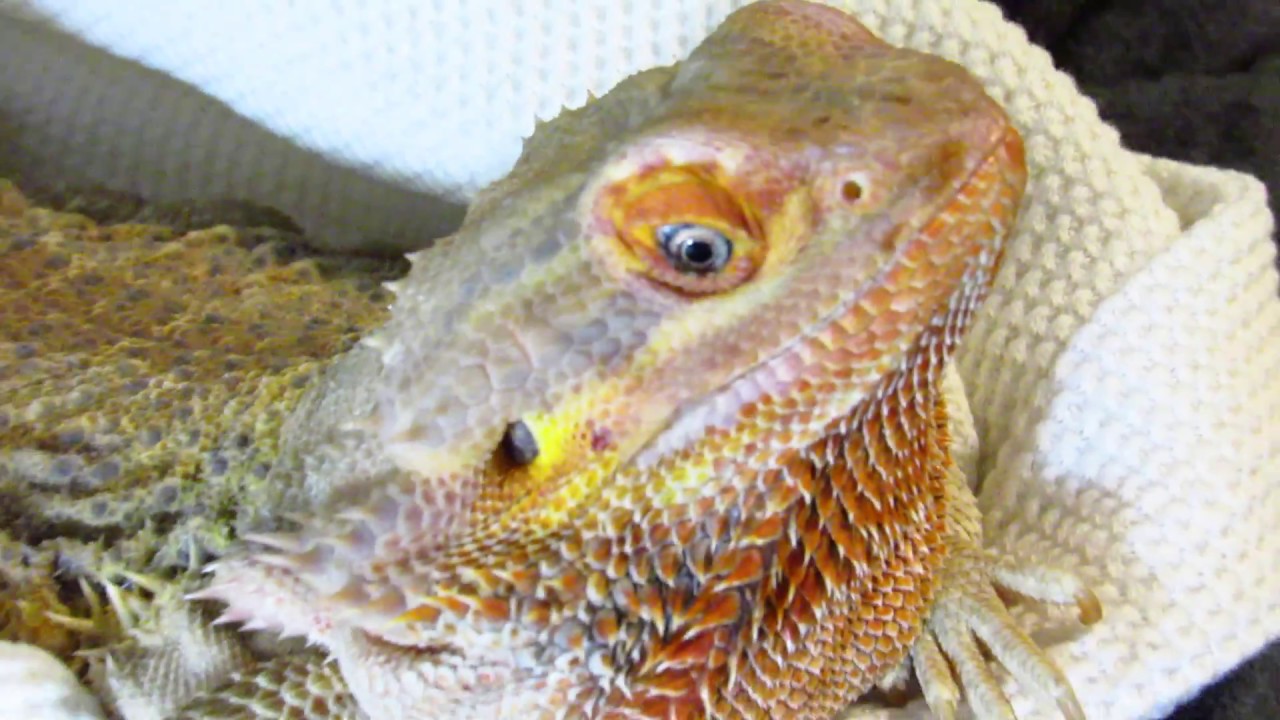 BionicleSaurus After Dark