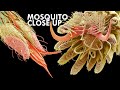 Mosquito: The Ultimate Killer