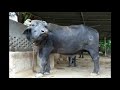 हमरा खुटा से खुला जइबू का || Hamra Khuta se Khula jaibu ka || (Bhojpuri Comedy) Mp3